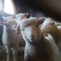 Sheep